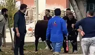 Konya’da boğa paniği! Korku dolu anlar yaşandı