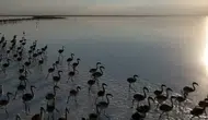 Tuz Gölü’nde kuraklık alarmı! Flamingolar artık gelmiyor