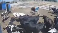 Kızgın boğanın saldırısı kamerada! Konya’da besici ölümden döndü