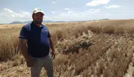 Konya’da ekinlerin altında büyük tehlike! Biçerdöver ile fark edildi