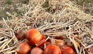 Soğan ve patates fiyatları neden yükseldi? Başkan açıkladı