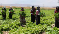 Tarlada 5, markette 50 lira! Konya'da marul fiyatı tartışma yarattı