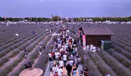 Konya'daki lavanta festivali ziyaretçi rekoru kırdı!
