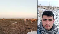 Konya’da 170 tanesi birden kayboldu! Bulana ödül verilecek