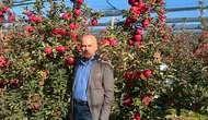 Elma üreticilerine kritik uyarı! Satış yapmayın