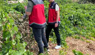 Konya üzüm bağlarında denetime çıkıldı