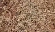 Konya Ovasında alarm! Üreticinin emeği bir günde yok oldu