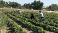 Konya’da Çilek Bahçesi açıldı! Toplayabiliyorsunuz, ücretsiz ikramlar da var