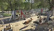 Konya’ya dev merkez geliyor! Bin sahipsiz hayvana yuva olacak