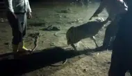 Konya’da kayıp kuzu 2 gün sonra bulundu! 10 metrelik çukurdan kurtarıldı