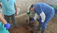 Konya’da hastalık şüphesi olan hayvanlardan numune alınıyor!