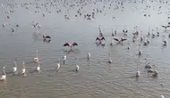 Konya’da kuruyan göl yeniden hayat buldu! Flamingolar geri döndü