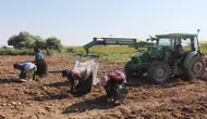 Aksaray’da patates fiyatı tarlada düştü, etikette düşmedi: 10 liradan 40 liraya