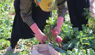 Konya’da tarlalar kırmızıya büründü! Hasat başladı, kilosu 20 TL