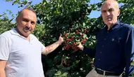 Konya Ovası’nda bu tarlayı gören bir daha bakıyor! Yetişen ürün altına dönüşüyor