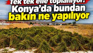 Tek tek elle toplanıyor! Konya’da bundan bakın ne yapılıyor