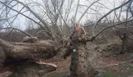 500 yıllık çınar dayanamadı! Konya'da fırtına mesire alanına zarar verdi