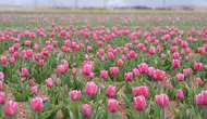 Karaman’da lale tarlası kapılarını açıyor
