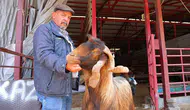 Kurbanlık fiyatlarında esnaftan indirim kararı