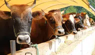 Kurban Bayramı tatili 9 gün oldu