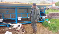 Konya'da korkunç olay! Başıboş köpekler buzağıyı telef etti