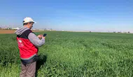 Konya’da tarımda devrim! 13 ürün uyduyla izleniyor
