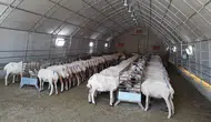 Konya hayvancılıkta fark attı! Bölgedeki her 2 hayvandan biri burada