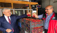 Akşehir kirazının marka değeri için sahada inceleme