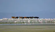 Tuz Gölü'nde 5 bin yavru flamingo kuluçkadan çıktı