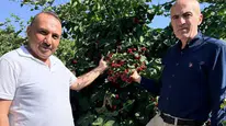 Konya Ovası’nda bu tarlayı gören bir daha bakıyor! Yetişen ürün altına dönüşüyor