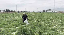 Çiftçi isyan etti! Tarladaki marulu bedava dağıttı