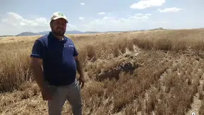 Konya’da ekinlerin altında büyük tehlike! Biçerdöver ile fark edildi