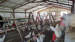 Konya’da böyle lise görülmedi! Gezen tavuk yumurtası ve doğal koyun sütü satılıyor