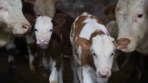 Konya’da ilginç yarışma! Bu sefer hayvanlar yarışacak
