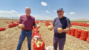 Soğanın kilosu tarlada 20 TL’yi buldu! Karaman’da üretici memnun