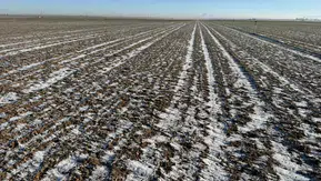 Konya’da buğday tarlalarında kar örtüsü endişesi