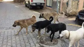 Konya’da köpek alarmı! Köpeğini sokağa bırakan yandı