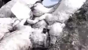 Bu görüntüler Konya’da mı çekildi? Katliama ilişkin başkandan açıklama