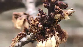 Konya’da -3 derece o meyveyi yaktı!