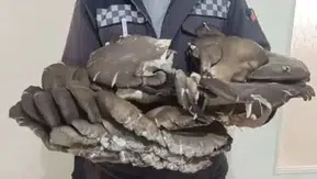 Doğada nadir rastlanıyor, Konya’da bulundu! 9,5 kilo ağırlıpında