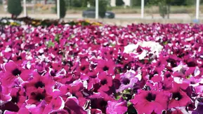Başkan Altay, Konya’da çiçek zamanı diyerek duyurdu
