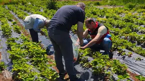 Beyşehir’de çilek hasadı öncesi sıkı denetim