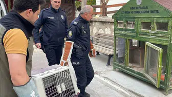 Karaman’da yaralı bulunan boz doğan koruma altına alındı