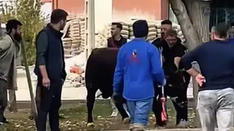 Konya’da boğa paniği! Korku dolu anlar yaşandı