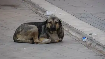 Belediyeden 'zabıta silahla köpeği öldürdü' iddialarına yanıt