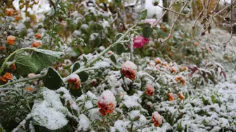 Konya AKOM’dan çiftçilere uyarı: Zirai don kapıda!