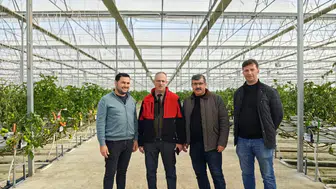 Konya’da bu serada toprak yok! 25 dekar alanda üretiliyor