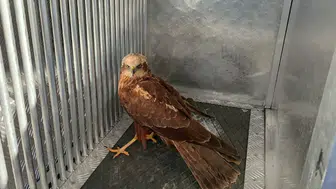 Karaman’da yaralı bulunan kızıl şahin son anda kurtarıldı