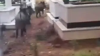 Domuz istilası sürüyor! Yeni adres mezarlıklar