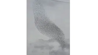 Doğanın büyüleyici gösterisi Konya’da: Sığırcıklar semayı adeta dalgalandırdı!